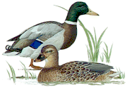Duck.gif (12960 bytes)